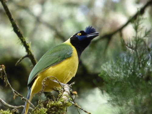 Green Jay
