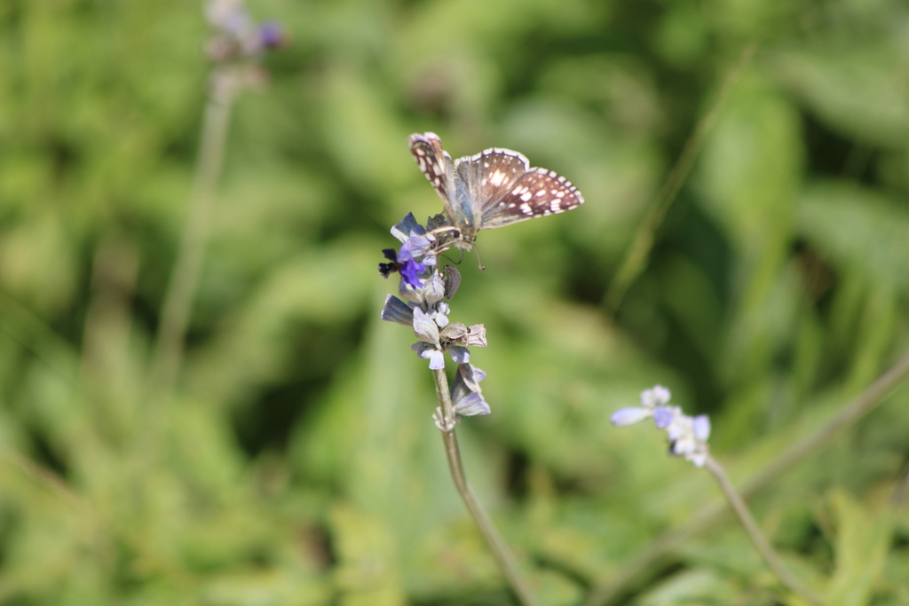 common-checkered-skipper-and-allies-from-north-central-san-antonio-tx