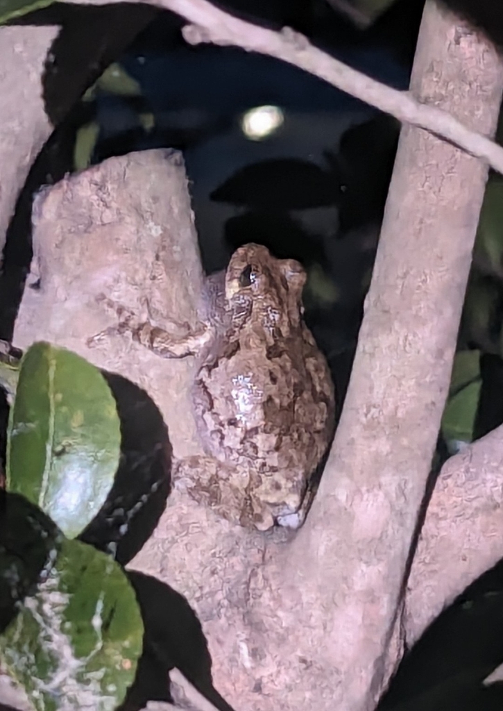 Cope's Gray Treefrog from Durham, NC 27712, USA on May 15, 2024 at 08: ...