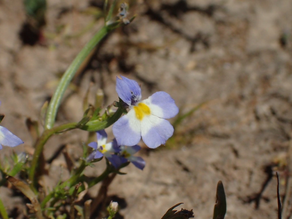 toothed calicoflower from 94551, Livermore, CA, US on May 6, 2019 at 12 ...