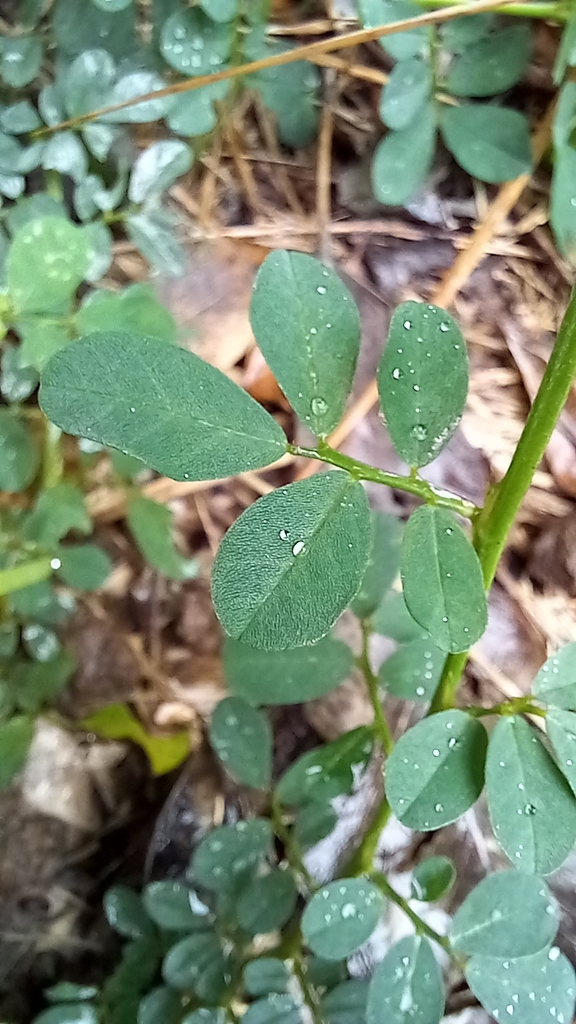Creeping Indigo from Murrumba Downs station, stop A, Murrumba Downs QLD 4503, Australia on May