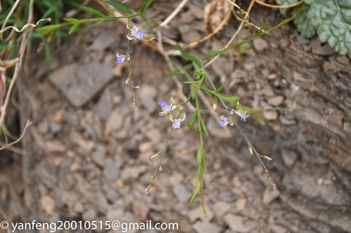 Polygala tenuifolia
