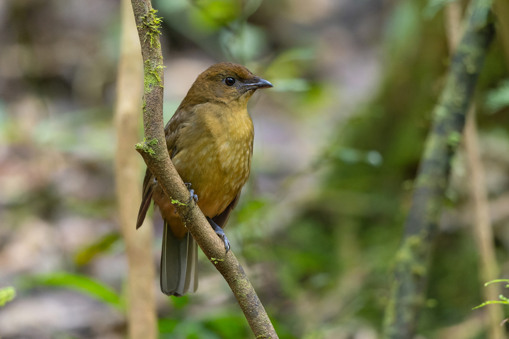 Vogelkop Bowerbird photo