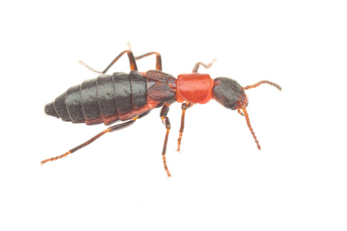 Endeodes collaris LeConte, 1853