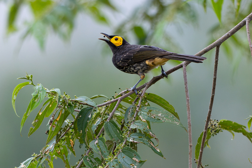 Arfak Honeyeater