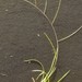 Muhlenbergia paniculata - Photo (c) Jeff Quayle, כל הזכויות שמורות, הועלה על ידי Jeff Quayle