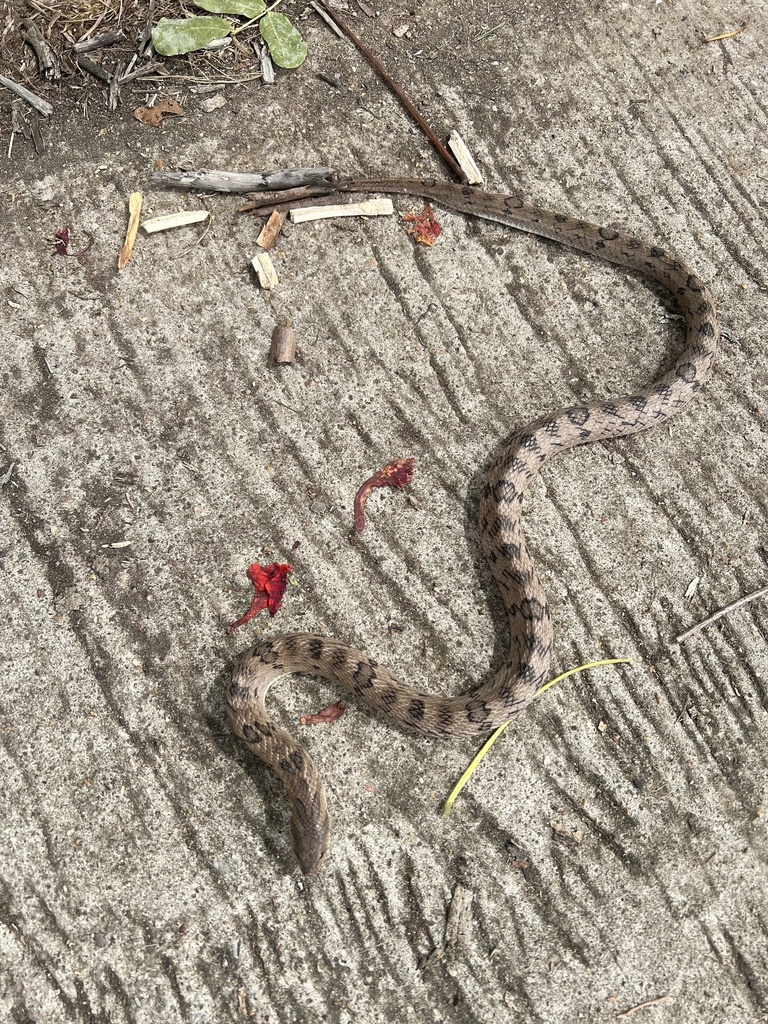 Small Banded Snake Small-banded Kukri Snake from Ubonratana Dam Golf Course, Ubolratana ...