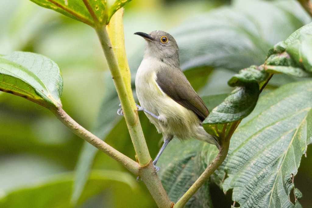 Spectacled Longbill photo