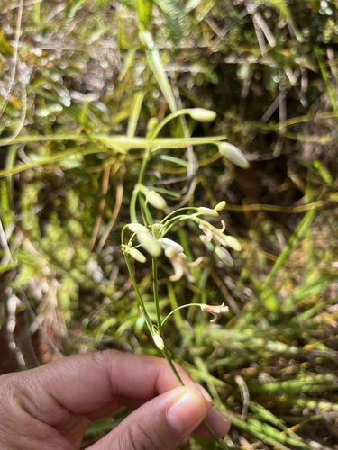 Dianella saffordiana