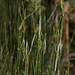 Ephedra gracilis - Photo 由 Patrich Cerpa 所上傳的 (c) Patrich Cerpa，保留所有權利