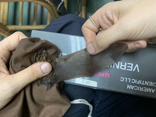 groove-toothed bat (Phoniscus atrox) — Near Threatened Mammalia