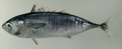 Yellowfin Tuna