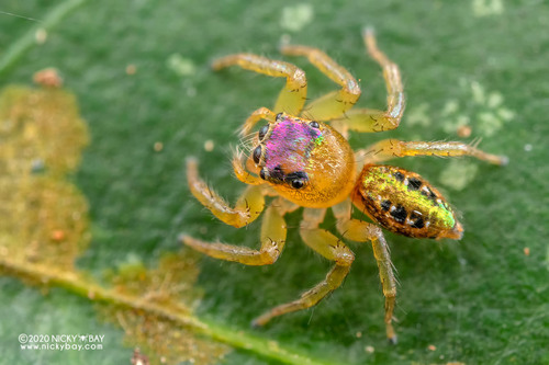 Cytaea dispalans (Thorell, 1892)