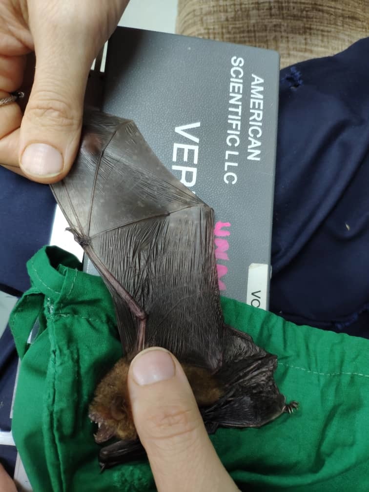 Papillose woolly bat
