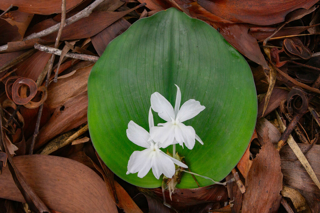 Kaempferia champasakensis (Kaempferia champasakensis)
