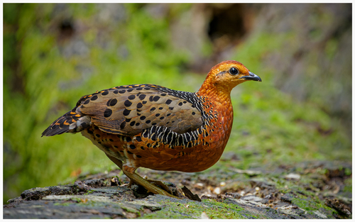 Ferruginous Partridge