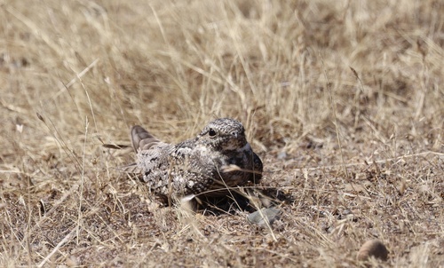 iNaturalist observation photo of Lesser Nighthawk
