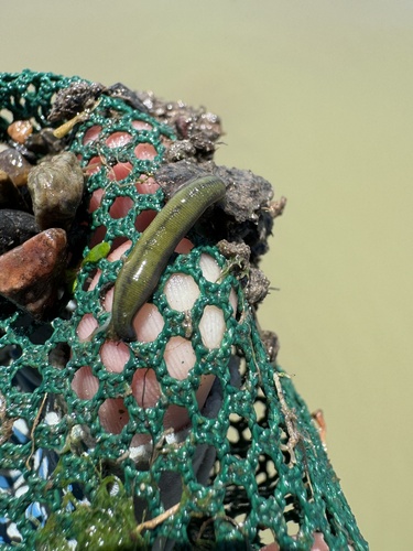 iNaturalist observation photo of Leeches