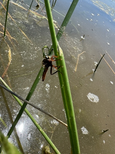 iNaturalist observation photo of Stenopogonini