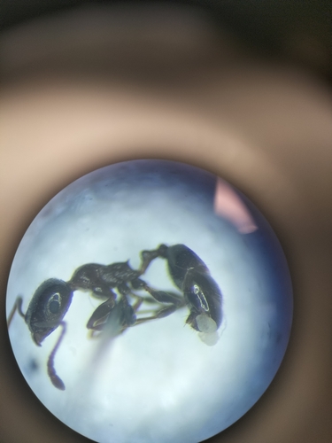 Temnothorax cagniantiTemnothorax cagnianti