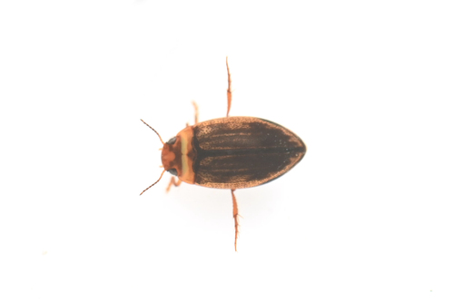 Hygrotus chinensis