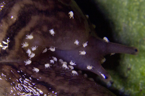 White Slug Mite (Riccardoella oudemansi)