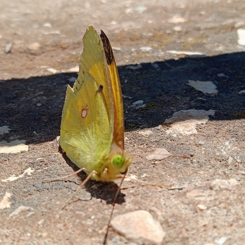 Clouded Yellow