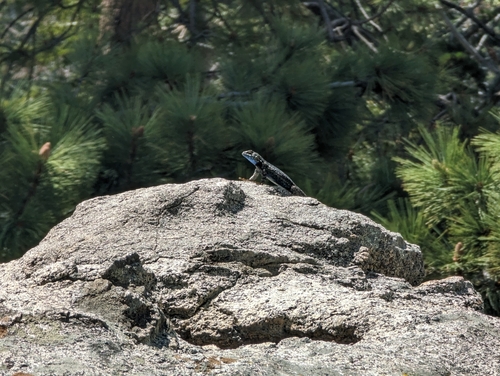 iNaturalist observation photo of Western Fence Lizard