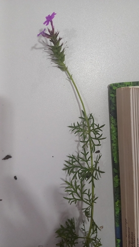 South American mock vervain