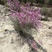 Limonium insigne - Photo (c) lucia-v, all rights reserved
