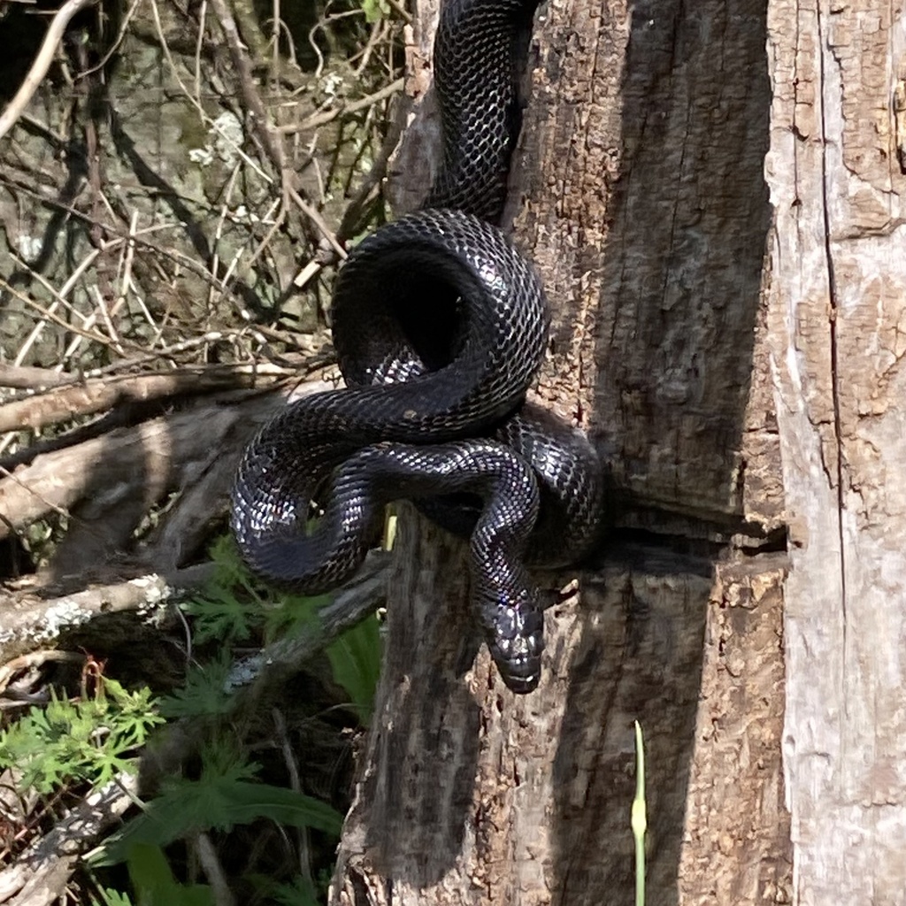 Eastern/Gray Ratsnake Complex from Alexander, NC, US on May 12, 2024 at ...