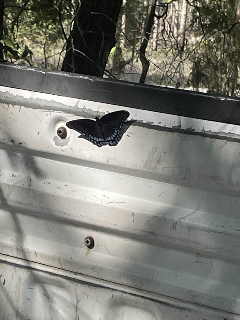 Red-spotted Admiral from Hooks Lake Rd, Melrose, FL, US on May 16, 2024 ...