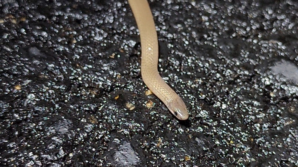 Flat-headed Snake in May 2024 by dannysanders. Central Texas · iNaturalist