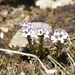 Euphrasia collina lapidosa - Photo (c) John Wilshire, todos los derechos reservados
