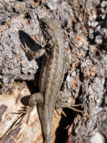 iNaturalist observation photo of Common Sagebrush Lizard