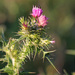 Slender Thistle - Photo (c) mjcorreia, all rights reserved, uploaded by mjcorreia