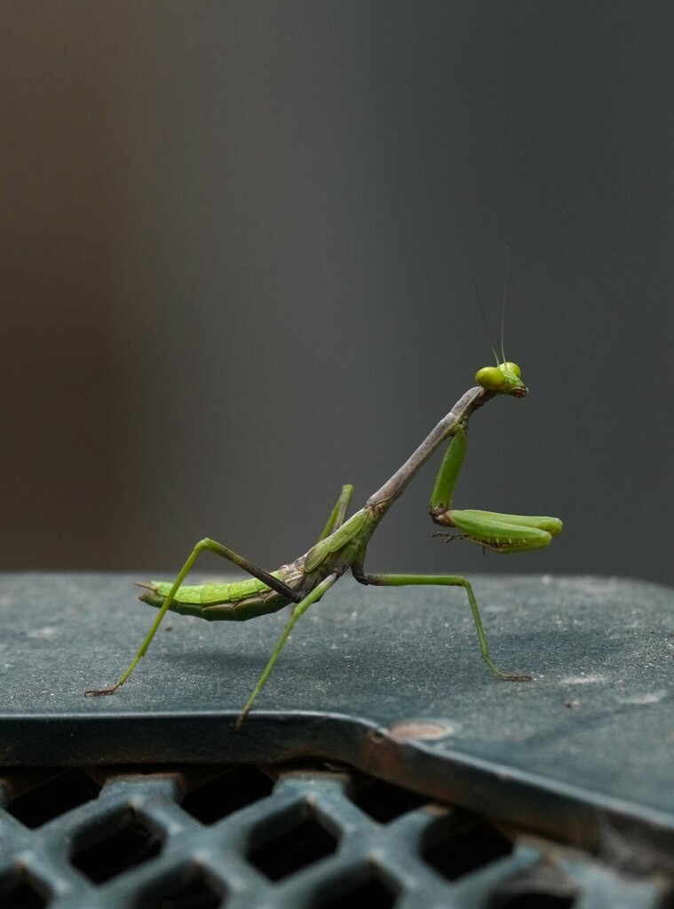 Larger Florida Mantis from Hidalgo County, TX, USA on May 10, 2024 at ...