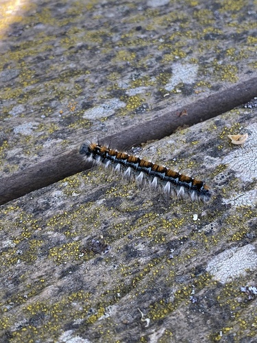 iNaturalist observation photo of Pacific Tent Caterpillar