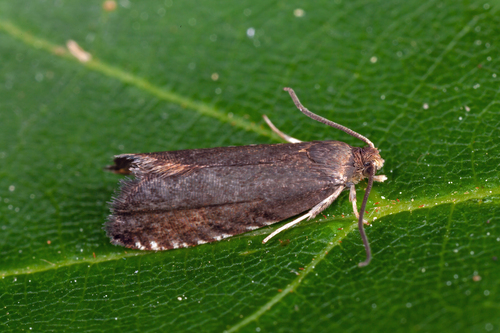 Pea Moth