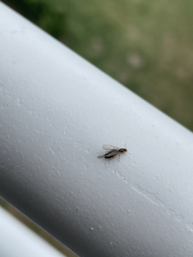 Seaside Rover Ant Seaside Rover Ant from Florida International University - Biscayne Bay ...