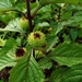 False Ironwort - Photo (c) Wes Gapp, all rights reserved, uploaded by Wes Gapp