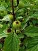 False Ironwort - Photo (c) Wes Gapp, all rights reserved, uploaded by Wes Gapp