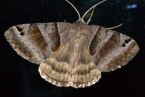 Forage Looper Moth