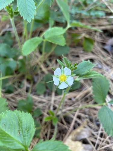 iNaturalist observation photo of woodland strawberry