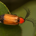 Cladodes flabellata - Photo 由 Patrich Cerpa 所上傳的 (c) Patrich Cerpa，保留所有權利