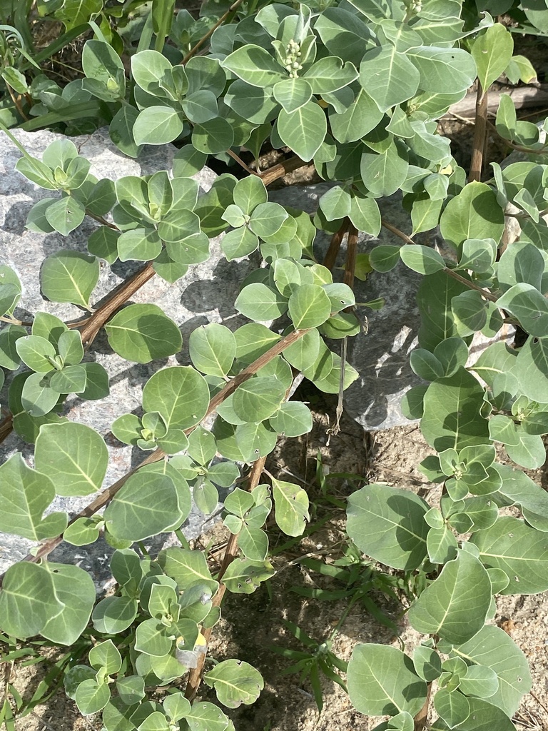 Beach Vitex in May 2024 by Pipope Panitchpakdi · iNaturalist