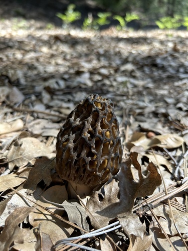iNaturalist observation photo of Natural Black Morel