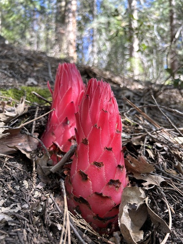 iNaturalist observation photo of Snowplant