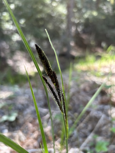 iNaturalist observation photo of Carex sect. Phacocystis