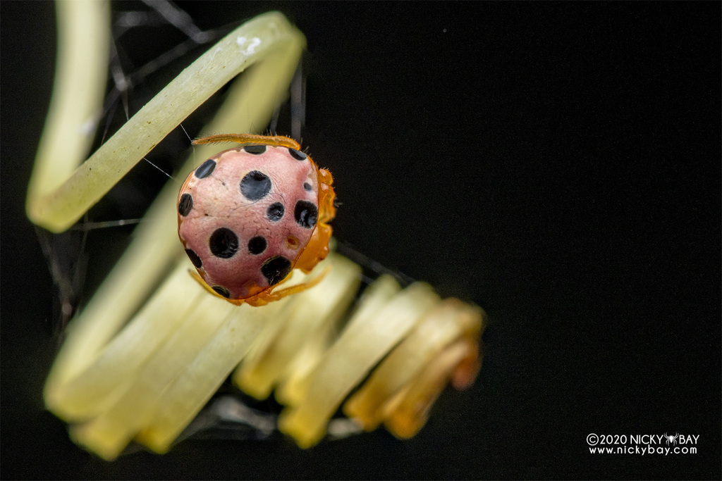 Ladybeetle Spiders from Lor Lada Hitam, Singapore on October 24, 2020 ...